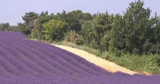Lavande Valensole